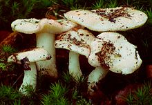 Russula betularum.jpg