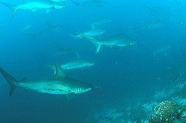 Sphyrnidés (Île Wolf, îles Galápagos).