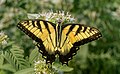 Image 83Male tiger swallowtail butterfly in Central Park (missing its tails)