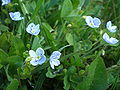 Veronica filiformis