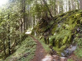 Temperate rain forest