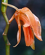 Coelogyne tenompokensis ?