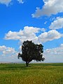 イラン ブーシェフル州Ateybeh 村にあるギョリュウ属の樹木