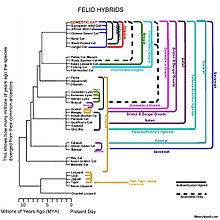 Authenticated Felid Hybrids (2013).jpg