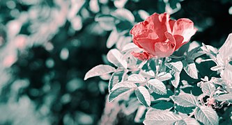 A Rose in Two-Strip Technicolor.jpg
