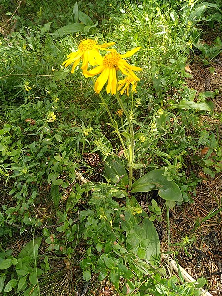 File:Arnica montana L. 3335530317.jpg