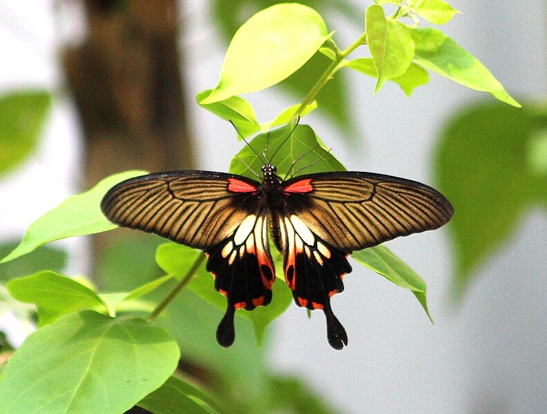 File:Burma Arakan States Papilio Memnon Agénor Distantianus femelle Great Mormon (26302337941).jpg