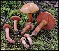 Chalciporus rubritubifer