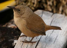 Troglodytes cobbi (Wynterkeunynksje van Cobb)