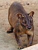 A small cat-like carnivore stands facing forward