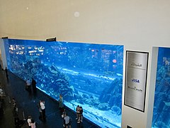 Dubai Aquarium and underwater Zoo (Ank Kumar, Infosys) 10.jpg