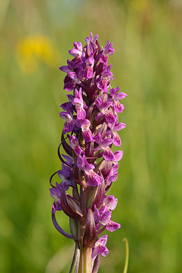 Raudonoji gegūnė (Dactylorhiza incarnata)