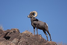 Desert Bighorn Sheep Joshua Tree 4.JPG