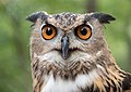 Image 24A rescued Eurasian eagle-owl