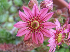 Sempervivum arachnoideum flowering