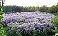 Fosse Lilas créé par V. Kochubey près Dikanka