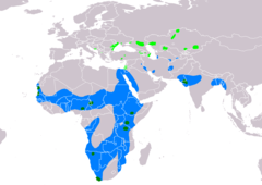 Distribución de Pelecanus onocrotalus