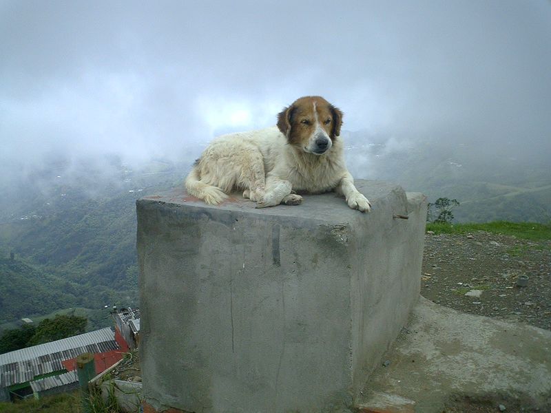 File:Perro en pedestal (427186540).jpg