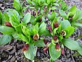 Scopolia carniolica fresh Spring growth with abundant flowers, old arboretum, Finland.