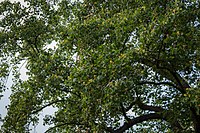 Detailaufnahme Tulpenbaum am Heger-Tor-Wall ND-OS-S 82