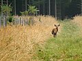 Reh im Forstenrieder Park