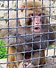 Rhesus macaque