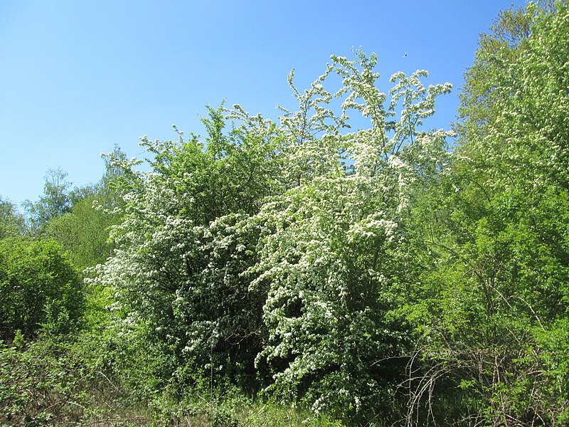 File:20200425Crataegus monogyna1.jpg