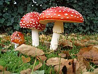 A group of three mushrooms, ranging in size from small to large, with red caps dotted with white warts, and white stems. The largest of the three has a droopy skirt hanging from the upper portion of its stem. The mushrooms are growing in the ground, surrounded by fallen brown leaves, green grass, and a dark green bush in the background.