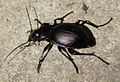 Carabus lusitanicus