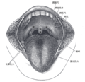 口腔解剖學圖片（臉頰肌肉被橫切，舌頭被拉出）