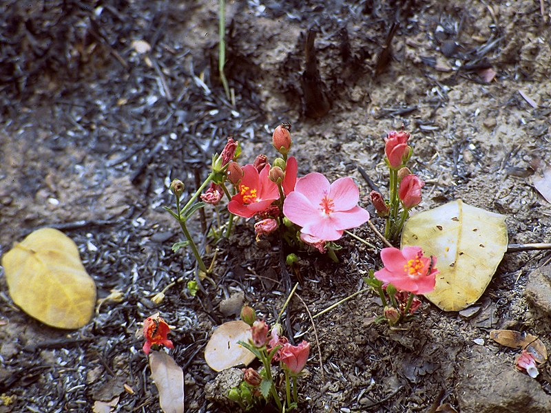 File:Hibiscus rhodanthus.jpg