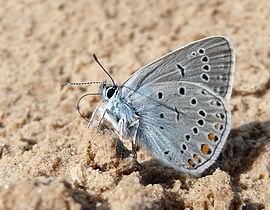 Polyommatus amandus male