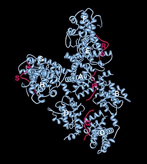 Crystal structure of the retinoblastoma tumor suppressor protein bound to E2F peptide polymer