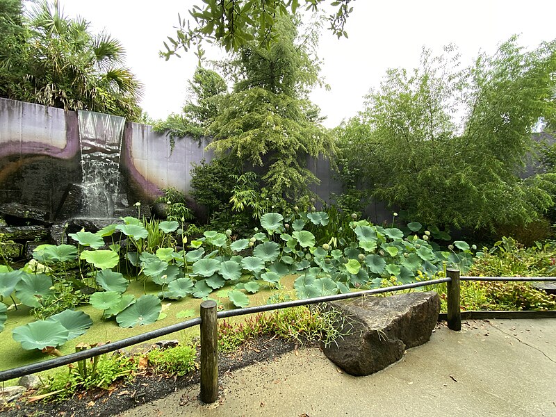 File:Riverbanks Zoo and Garden Bog Garden July 2024.jpg