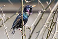 Estornell vulgar (Sturnus vulgaris) amb plomatge d'època de cria o de zel