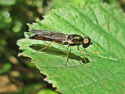 Herfstmetaalwapenvlieg Sargus bipunctatus