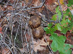 Oak galls on Lower Table Rock