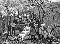 The charcoal makers.jpg