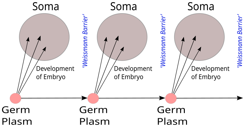 File:Weismann's Germ Plasm.svg