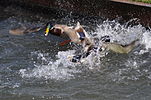 Seite 29: File:Mallard_drakes_squabbling_02.jpg Autor: Joe Mabel (User:Jmabel) Lizenz: GNU 1.2+, CC BY-SA 3.0