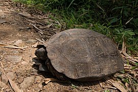 Manouria-emys-kaeng-krachan-national-park-640x426.jpg