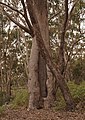 Canoe scarring, Victoria