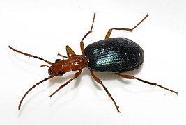 Brachinus-explodens-06-fws.jpg