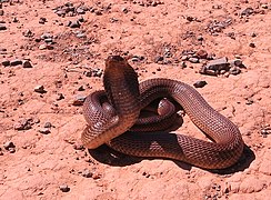 Cape cobra Naja nivea mature male hooding in defensive threat pose IMG 6734s.jpg