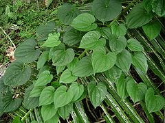 Description de l'image Dioscorea alata.jpg.