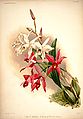 Laelia anceps plate 48 in: Frederick Sander: Reichenbachia I, (1888)