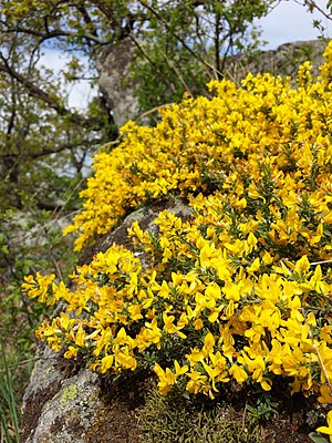 Genista pilosa