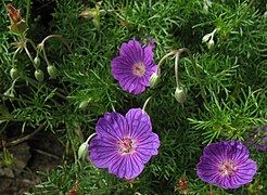 The lower two of these Geranium incanum flowers have opened their anthers, but not yet their stigmas. Note the change of colour that signals to pollinators that they are ready for visits. The uppermost flower is somewhat more mature than the others and has already shed its stamens.