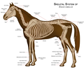 Horse anatomy