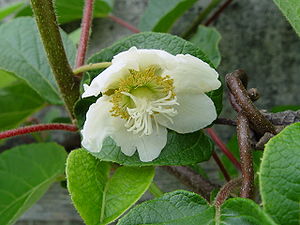 Kiiwi-bloos (Actinidia deliciosa)